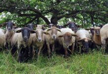 Genuss aus der Region