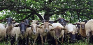 Genuss aus der Region