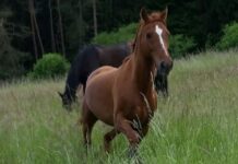 Der Huf: Dreh- und Angelpunkt der Pferdegesundheit