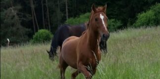 Der Huf: Dreh- und Angelpunkt der Pferdegesundheit