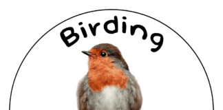 Birding in der Gartenschau – Vögel entdecken, bestimmen und zählen