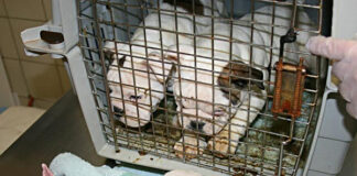 Illegaler Welpenhandel – Dramatische Folgen für alle