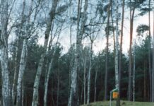 „MORE WHERE THAT CAME FROM“