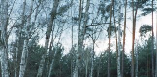 „MORE WHERE THAT CAME FROM“