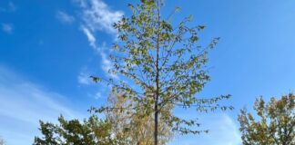 Projekt RBGreen des Gymnasiums am Rittersberg auf der Zielgeraden