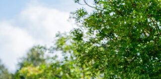 Jetzt noch Studienplatz bei der Polizei RLP für 2025 sichern