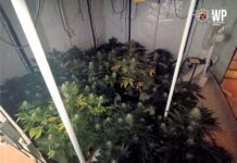 Drogen gezüchtet? Kleine „Plantage“ gefunden…