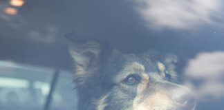 Tödliche Hitze – TASSO warnt – lassen Sie Ihren Hund nicht im Auto zurück