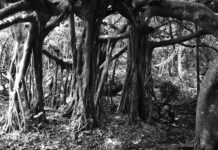 Die Pfalz trifft Japan – Eine Kunst-Ausstellung im Haus der Nachhaltigkeit vom 04. Juli bis 31. August 2025