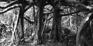 Die Pfalz trifft Japan – Eine Kunst-Ausstellung im Haus der Nachhaltigkeit vom 04. Juli bis 31. August 2025