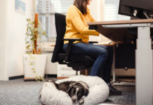 Nicht alle Pfoten passen ins Büro