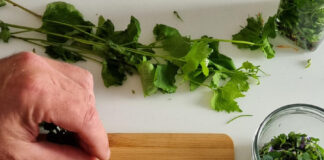 Sommerzeit ist Kräuterzeit – Wildkräuter – und Heilpflanzenworkshops am Haus der Nachhaltigkeit