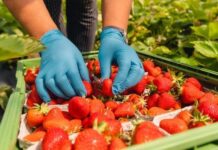 Appell der Agrar-Gewerkschaft an heimische Landwirte: Vom Lohn bis zur Unterkunft
