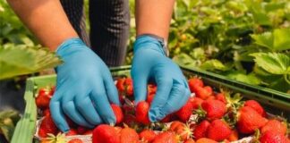 Appell der Agrar-Gewerkschaft an heimische Landwirte: Vom Lohn bis zur Unterkunft