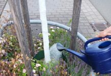 Bäume leiden unter Trockenstress – Bevölkerung kann beim Bewässern von Straßenbäumen helfen