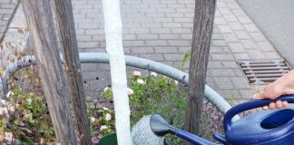 Bäume leiden unter Trockenstress – Bevölkerung kann beim Bewässern von Straßenbäumen helfen