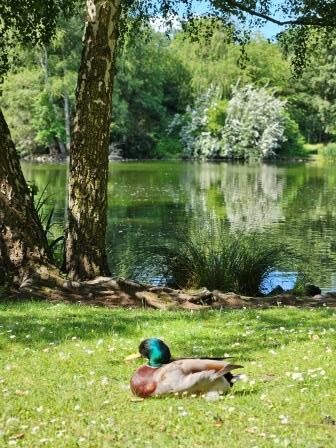 Volkspark_250617_Enten2