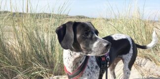 Tierisch gut vorbereitet