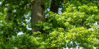 Deutsche Waldtage 2025: Gemeinsam! Für den Wald.