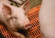 Arbeitsplatz Stall: Wer in Kaiserslautern in der Tierhaltung arbeitet, soll Umfrage mitmachen