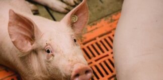 Arbeitsplatz Stall: Wer in Kaiserslautern in der Tierhaltung arbeitet, soll Umfrage mitmachen