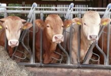 Seminare und Sachkunde über Rinder