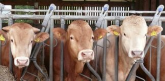 Seminare und Sachkunde über Rinder