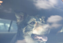 „Hund im Backofen“ Wenn das Auto zur Todesfalle wird