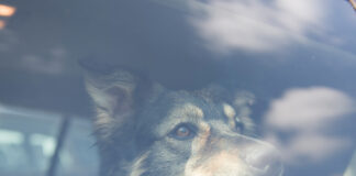 „Hund im Backofen“ Wenn das Auto zur Todesfalle wird