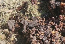 Veterinäramt Kaiserslautern warnt vor unsachgemäßer Entsorgung von Wabenresten