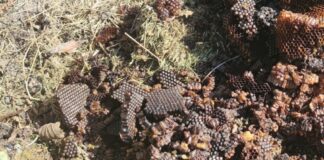 Veterinäramt Kaiserslautern warnt vor unsachgemäßer Entsorgung von Wabenresten