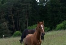 Seminare und Sachkunde über Pferde