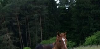 Seminare und Sachkunde über Pferde