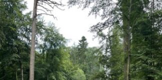 Forst im Dialog – Wasserrückhalt im Wald