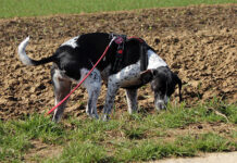 Tödliche Lockmittel – Giftköder: Gefahren vorbeugen, im Ernstfall richtig reagieren