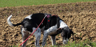 Tödliche Lockmittel – Giftköder: Gefahren vorbeugen, im Ernstfall richtig reagieren