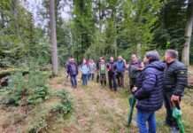 Über 300 Jahre altes Naturdenkmal