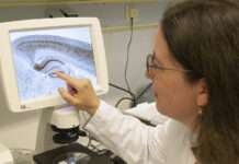 Hochschule Kaiserslautern erforscht Wirkung von Cannabinoiden auf das Darmnervensystem