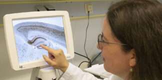 Hochschule Kaiserslautern erforscht Wirkung von Cannabinoiden auf das Darmnervensystem