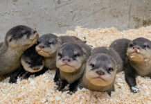 Lautern sucht die Namen für die 6 Otterbabys im Zoo Kaiserslautern