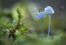 „Ab in die Pilze“ – Entdecken Sie die faszinierende Welt der Pilze im Herbst