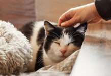 Verantwortung bis zum letzten Atemzug