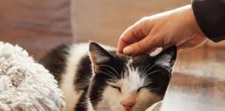 Verantwortung bis zum letzten Atemzug