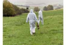 Pressemitteilung des Veterinäramtes der Kreisverwaltung Kaiserslautern zur Vogelgrippe