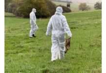 Vorkommen der Aviären Influenza (Geflügelpest) bei Wildvögeln im Kreis Kaiserslautern durch das Referenzlabor bestätigt