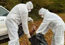 Information des Veterinäramtes zur Vogelgrippe