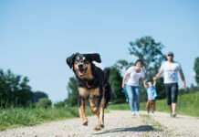 Tierischer Familienzuwachs geplant? TASSO rät, die Entscheidung sorgfältig zu prüfen