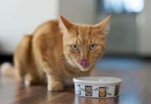 Unterschätzte Gefahr – Übergewicht macht Heimtiere krank