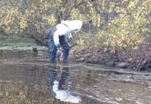 Stallpflicht für gehaltenes Geflügel und gehaltene Vögel in Landkreis und Stadt Kaiserslautern seit 01.11.2025!