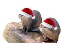 Nikolaus besucht Zoo